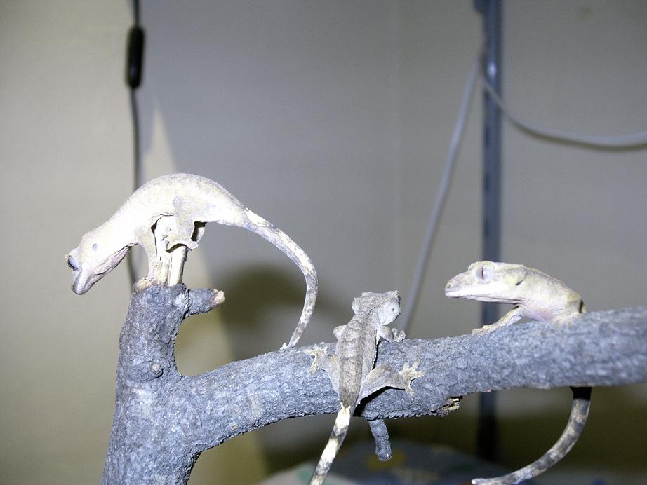 los tres rhackitos.JPG