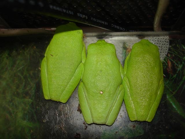 los tres tenores.JPG