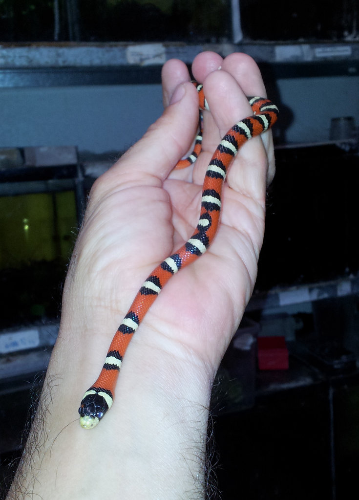 LPW hembra 19mayo2012