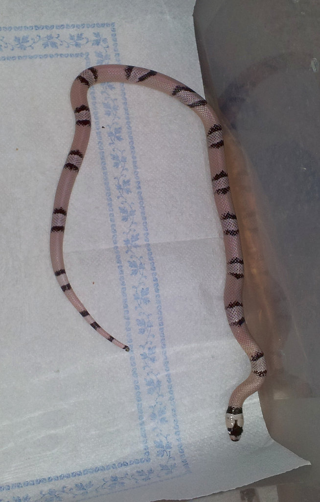 LTH Ghost 19mayo2012