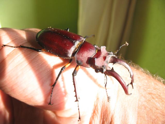 Lucanus.JPG