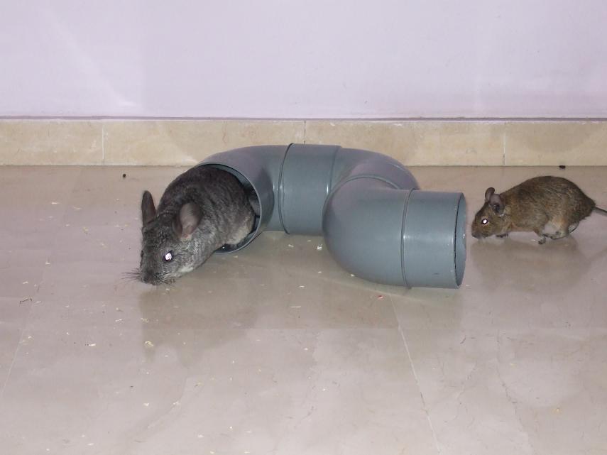 luna e issis fauna.JPG