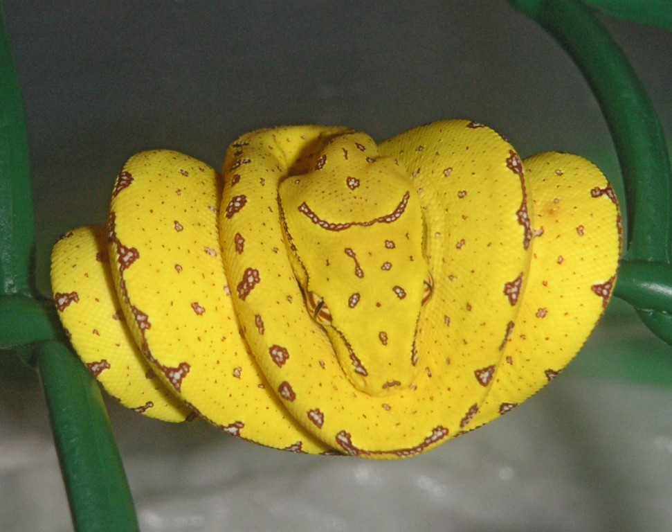 macho 1 dia de vida.JPG