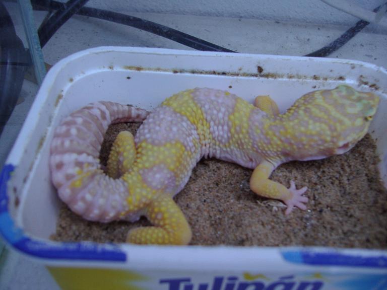 macho albino.JPG