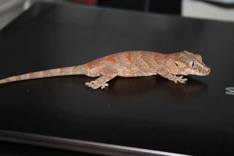 Macho Auriculatus 6meses=P