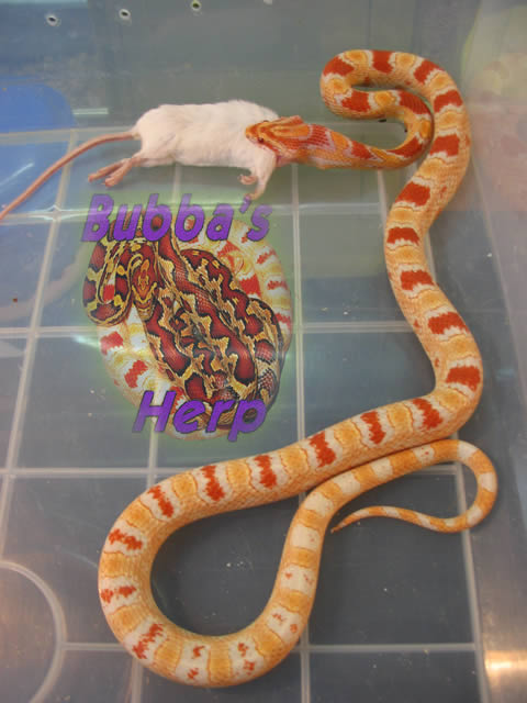 macho candycanexreversee okeetee.jpg