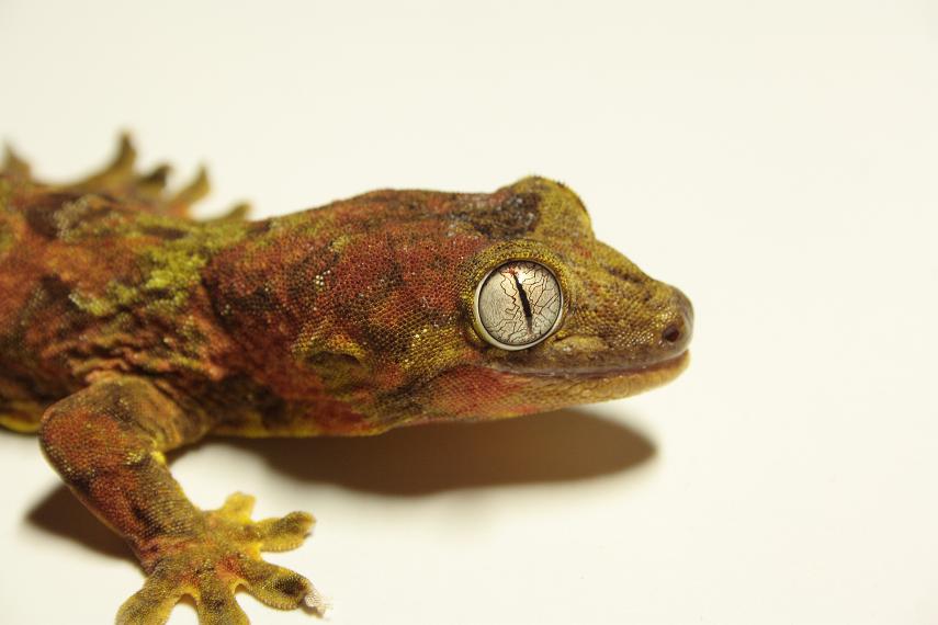 Macho chahoua (1).JPG