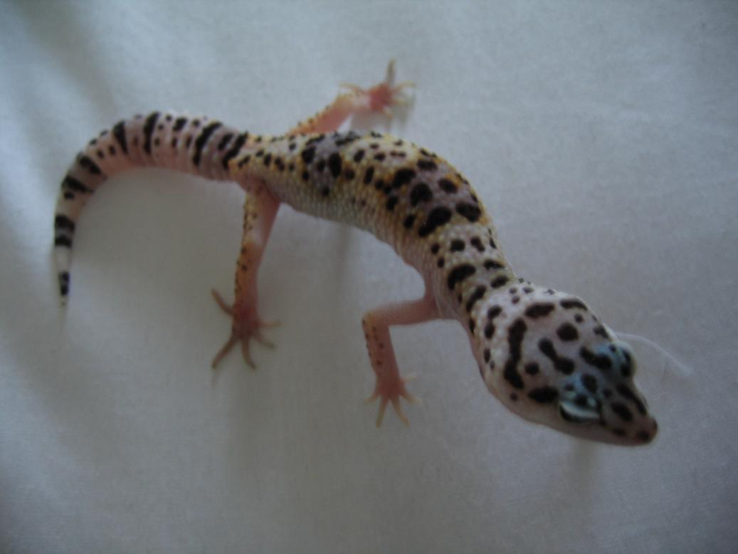 macho claro 17,5gr net.JPG