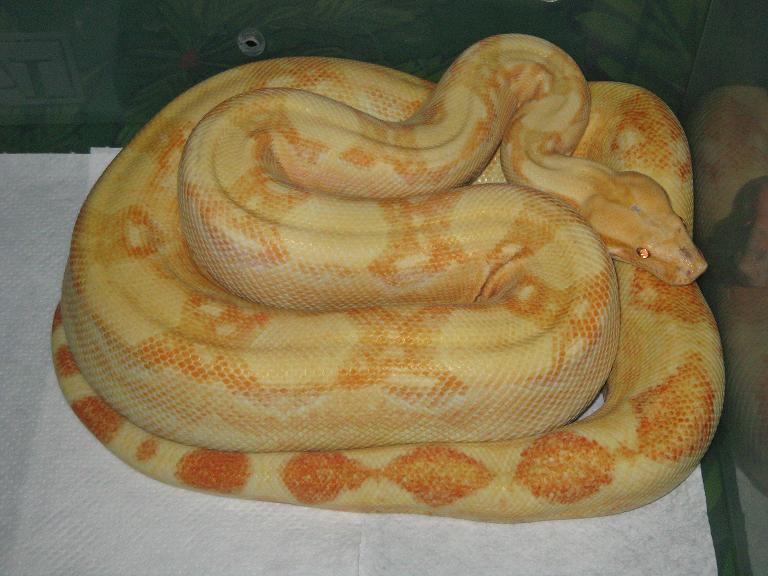 macho coral albino.JPG