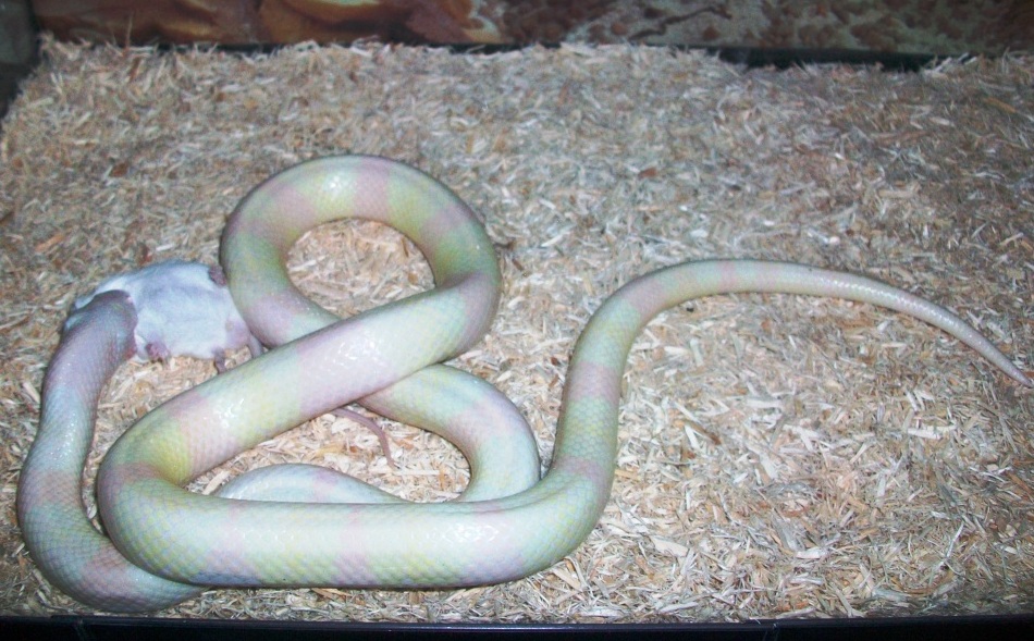 Macho de snow comiendo.JPG