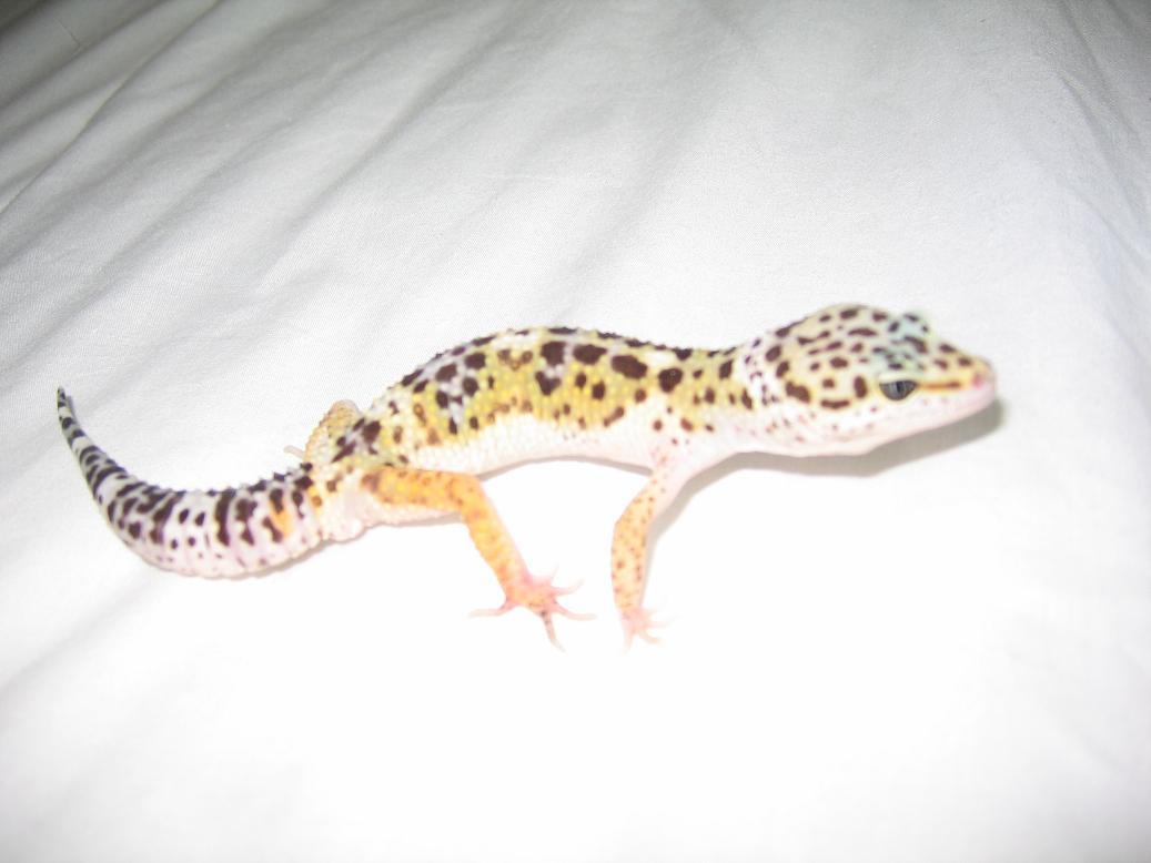 macho escuro 22,5gr net.JPG