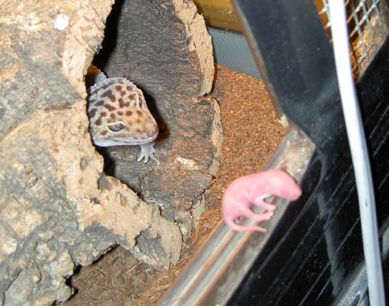 Macho Golden pinkie0.jpg