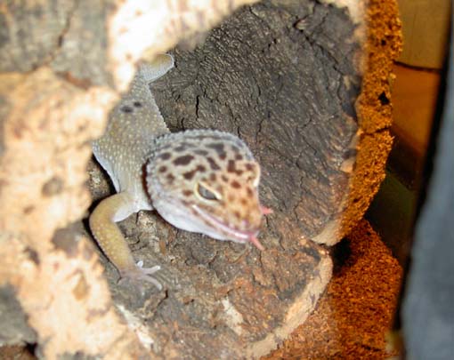 Macho Golden pinkie4.jpg