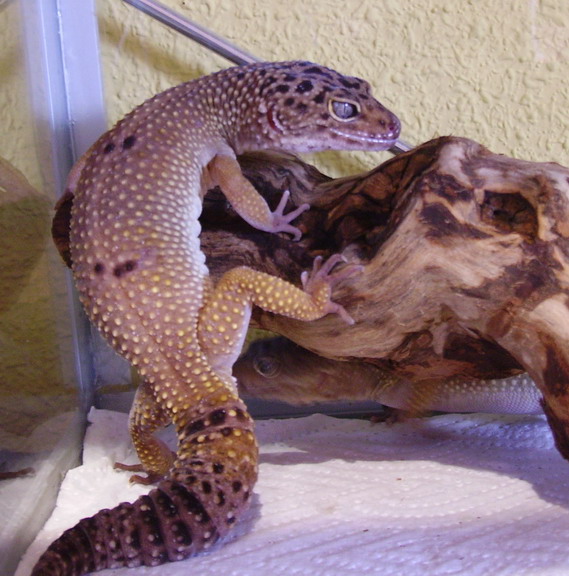 macho hypogolden.jpg