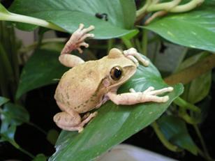 Macho Leptopelis en hoja.JPG