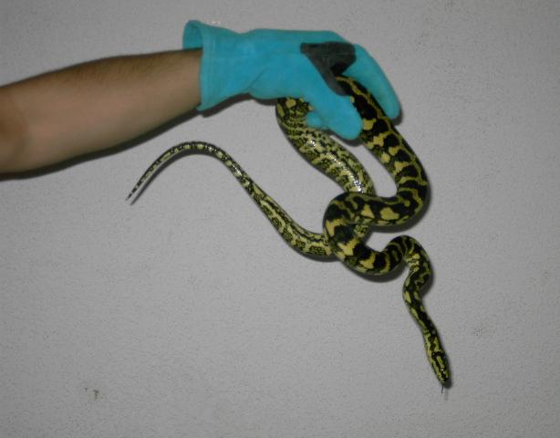 Macho nuevo Chey.JPG