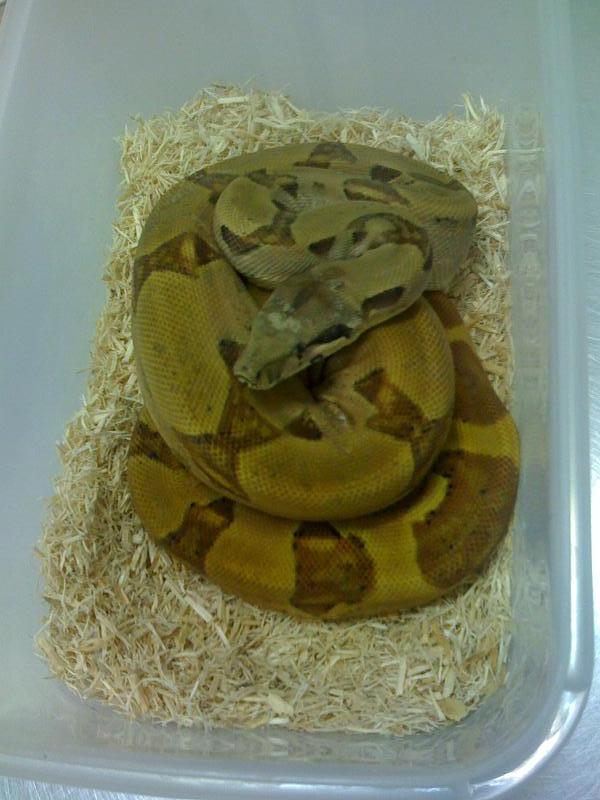 Macho Salmon Poss Super #1.jpg