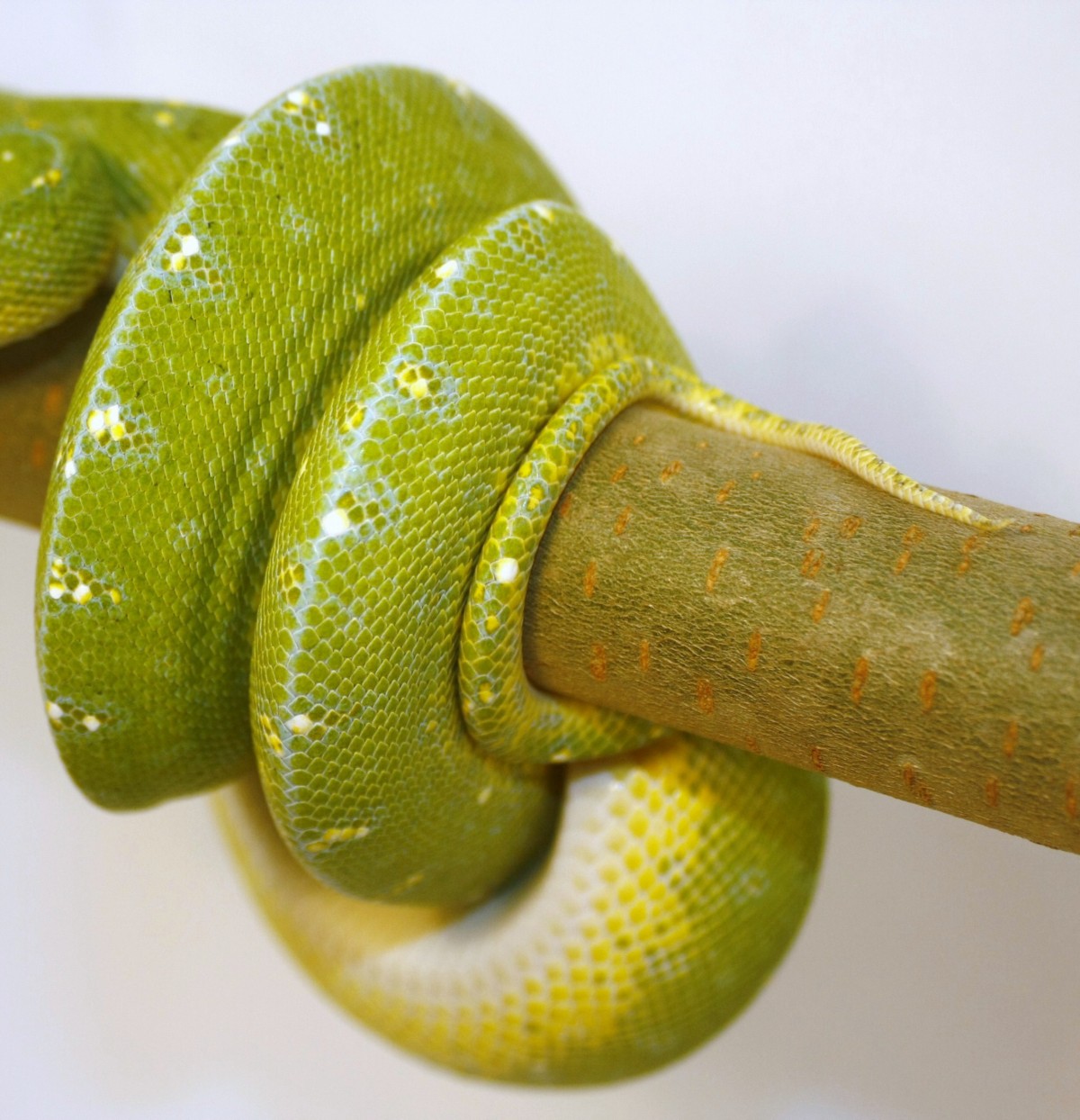 macho senggi [1600x1200].JPG