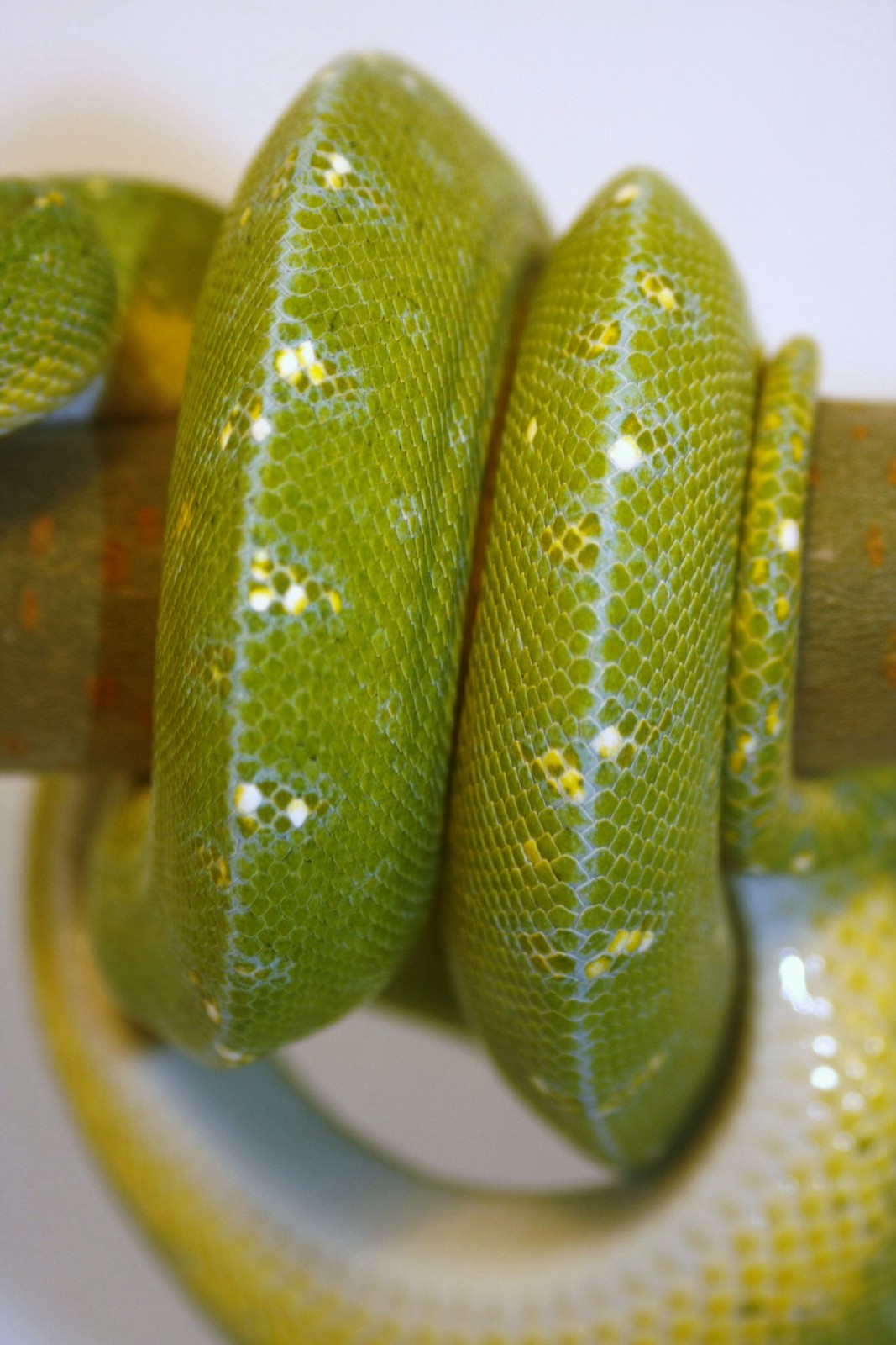 macho senggi f2 [1600x1200].JPG