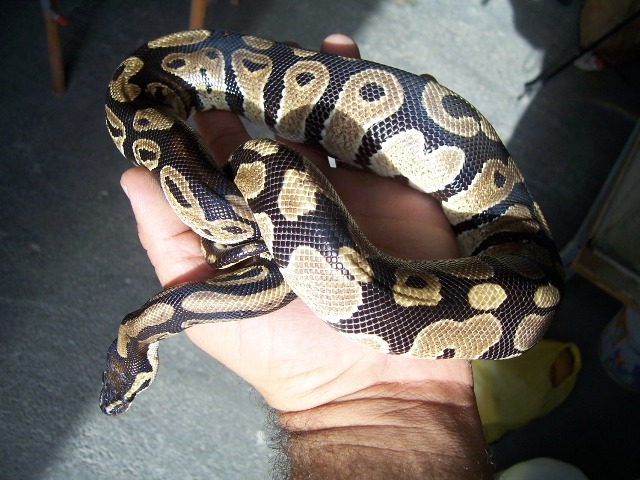 Macho subadulto (2).JPG