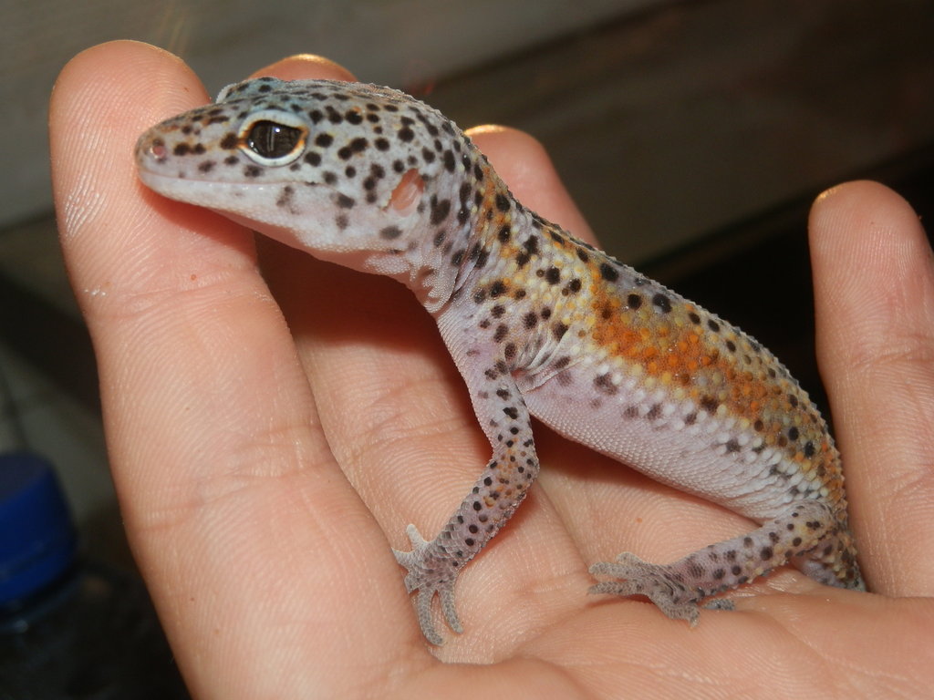 macho Tangerine Enigma 2