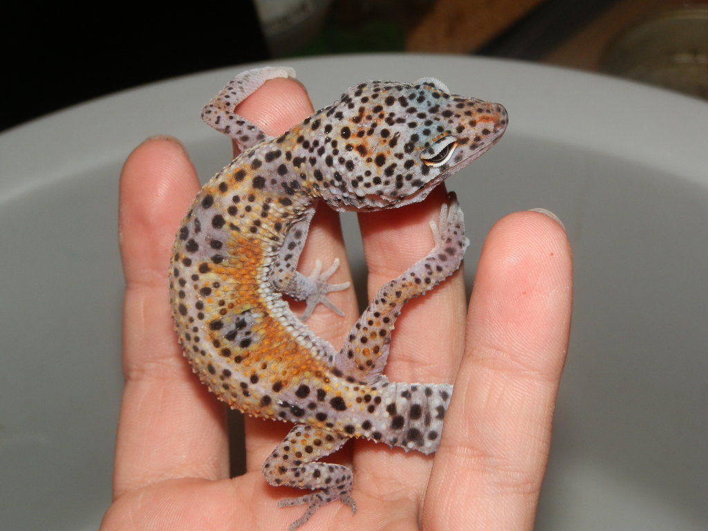 Macho Tangerine Enigma