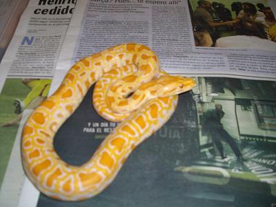 Macho_ het_grant_alb.jpg