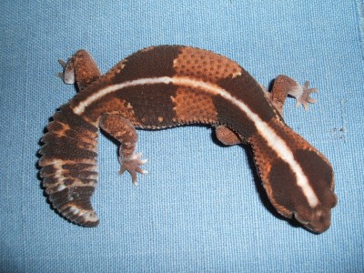 machogecko3.jpg