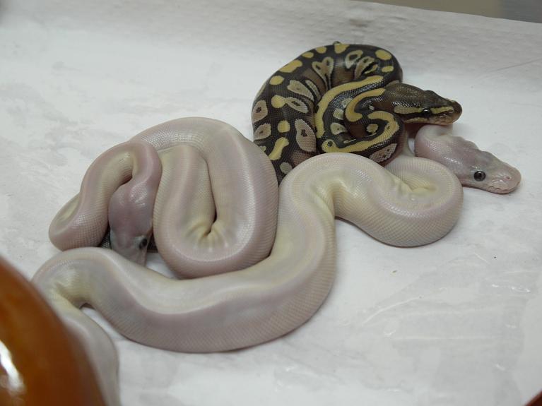 Machos super Mojave het Ghost.JPG