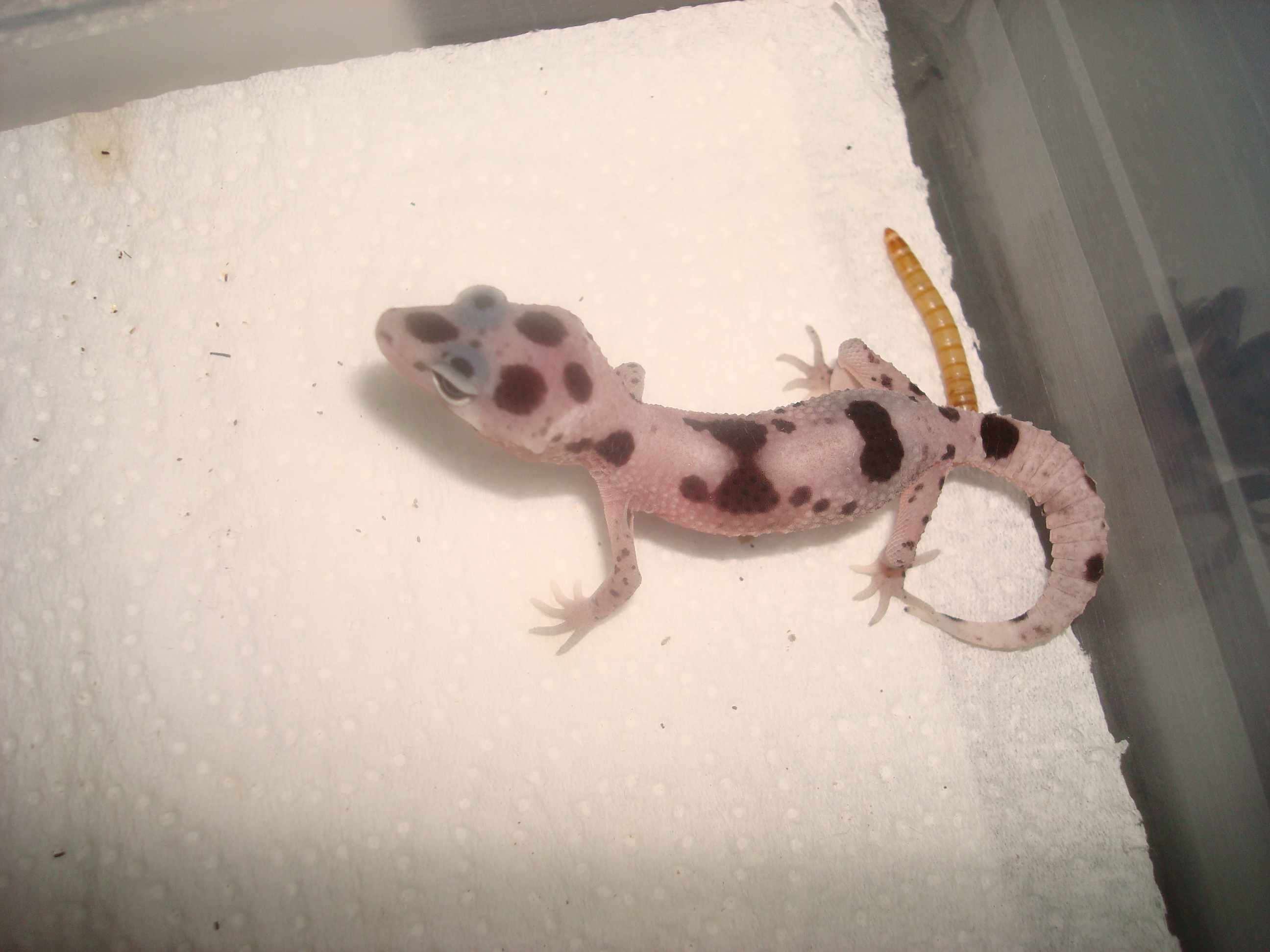 mack enigma het bell.jpg