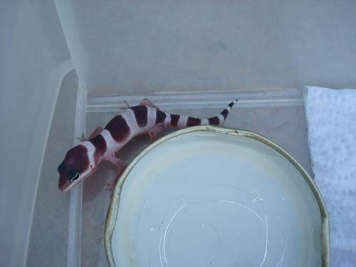 mack snow 290709.jpg