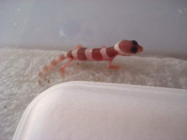 Mack snow albino 19.08.09.JPG