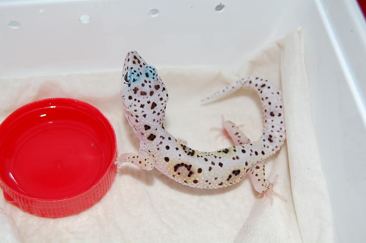 Mack Snow Enigma poss het raptor 2.JPG