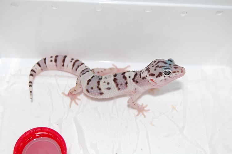 Mack Snow het raptor 2.JPG