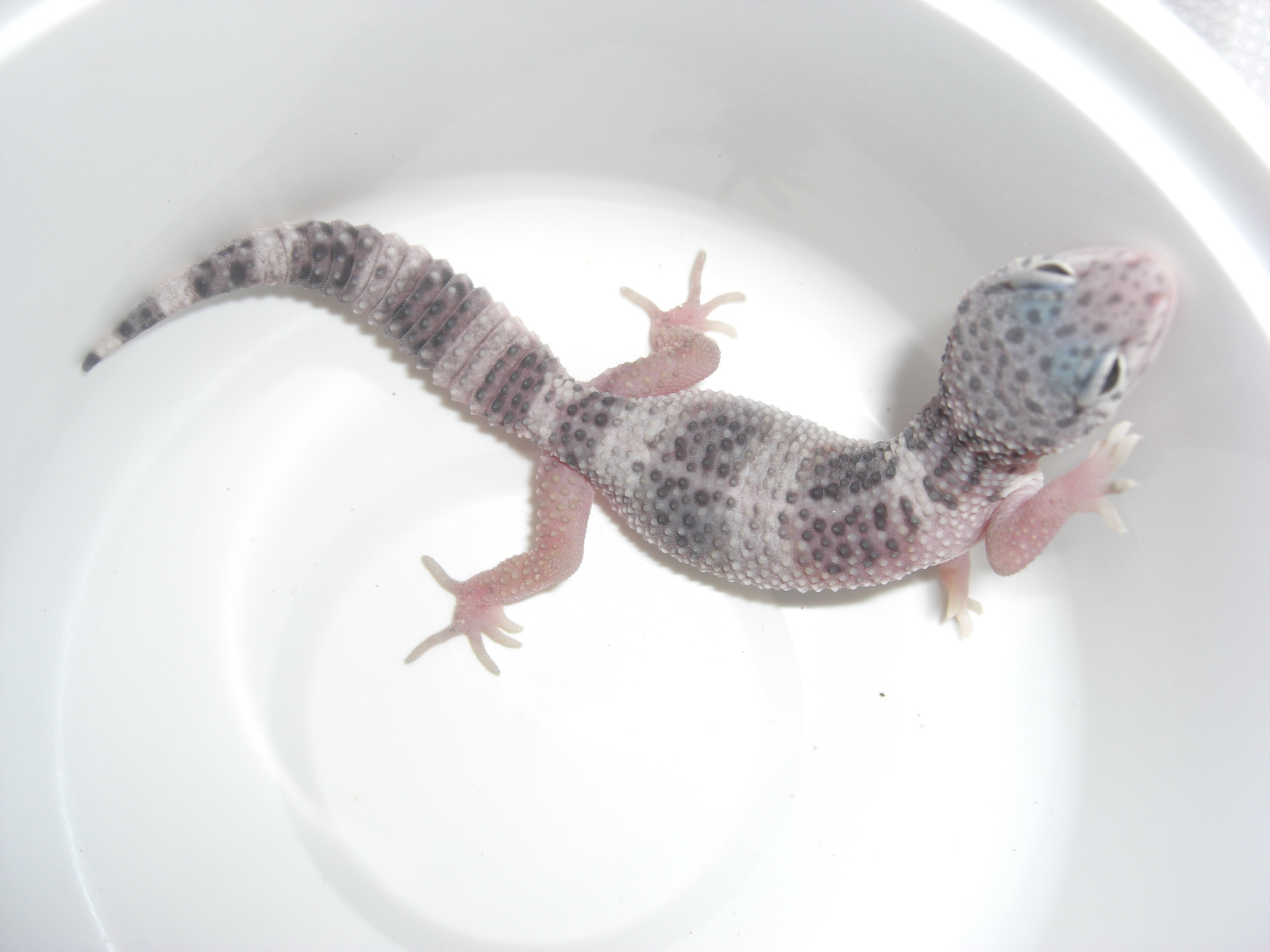 mack snow het raptor b.JPG