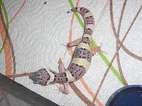 Mack snow het raptor d.JPG