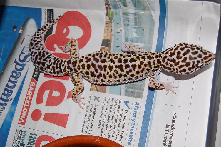 Mack Snow het raptor1.JPG