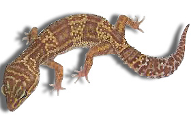 mack snow raptor het db.jpg