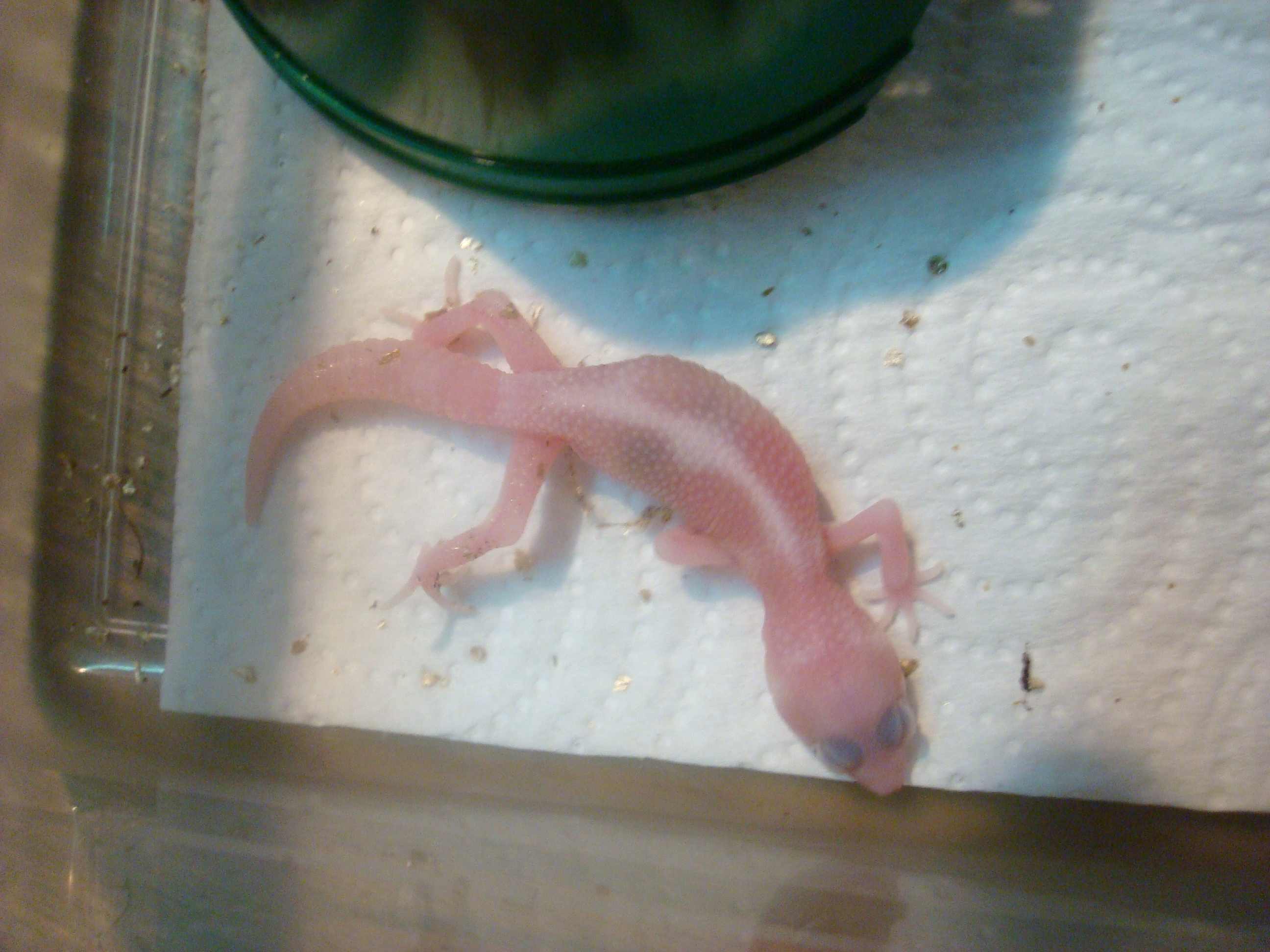 mack snow raptor.jpg