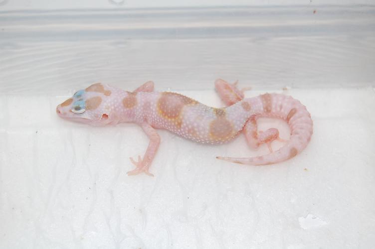 Mack Snow tremper enigma het raptor.JPG