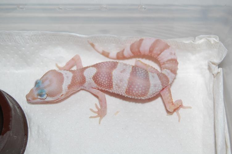 Mack Snow tremper het raptor.JPG
