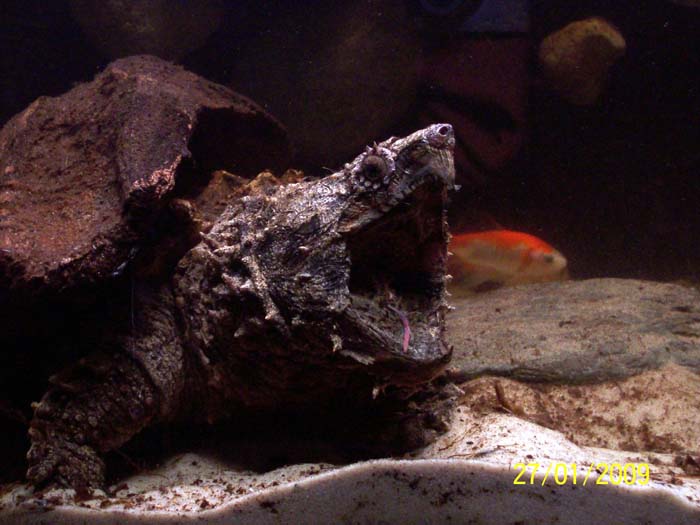 macroclemys comiendo.jpg