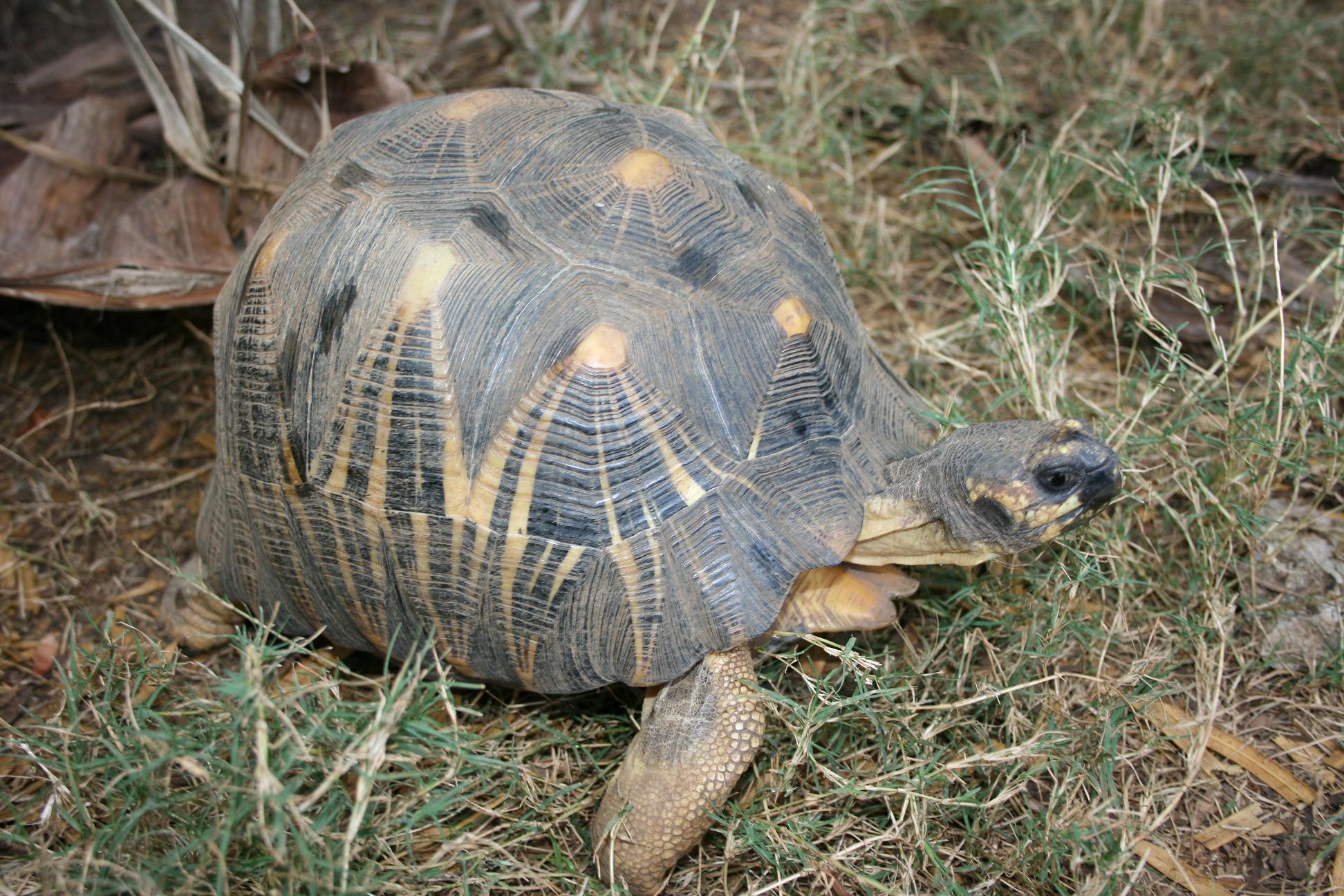 madagascar 07 384.jpg