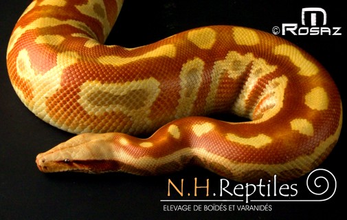 madre albinitos T+.jpg