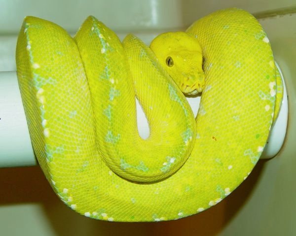 Madre Canary hembra .jpg