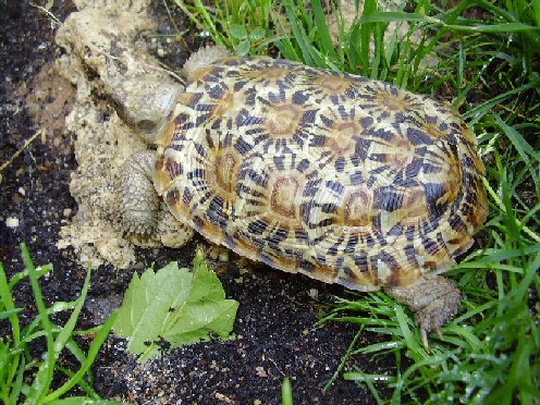 MALACOCHERSUS MACHO.JPG