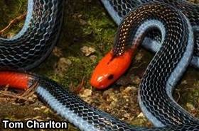 Malaysian blue coral snake (Calliophis bivirgata flaviceps)
