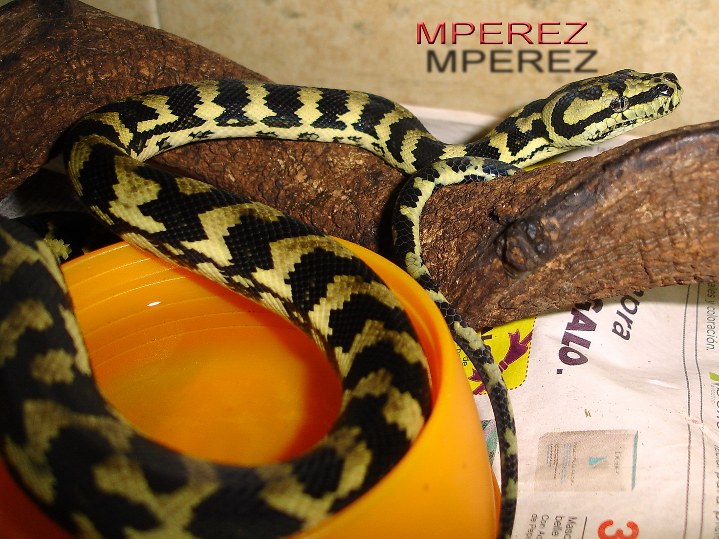 male chey, 09  reduc.jpg