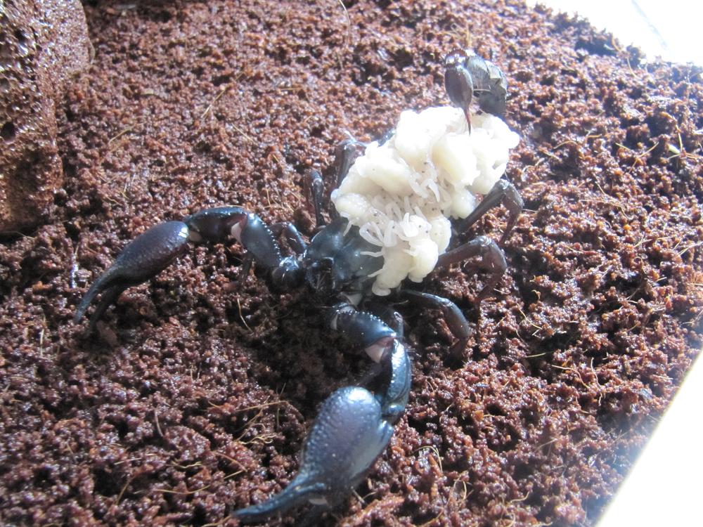 MAMA HETEROMETRUS.JPG