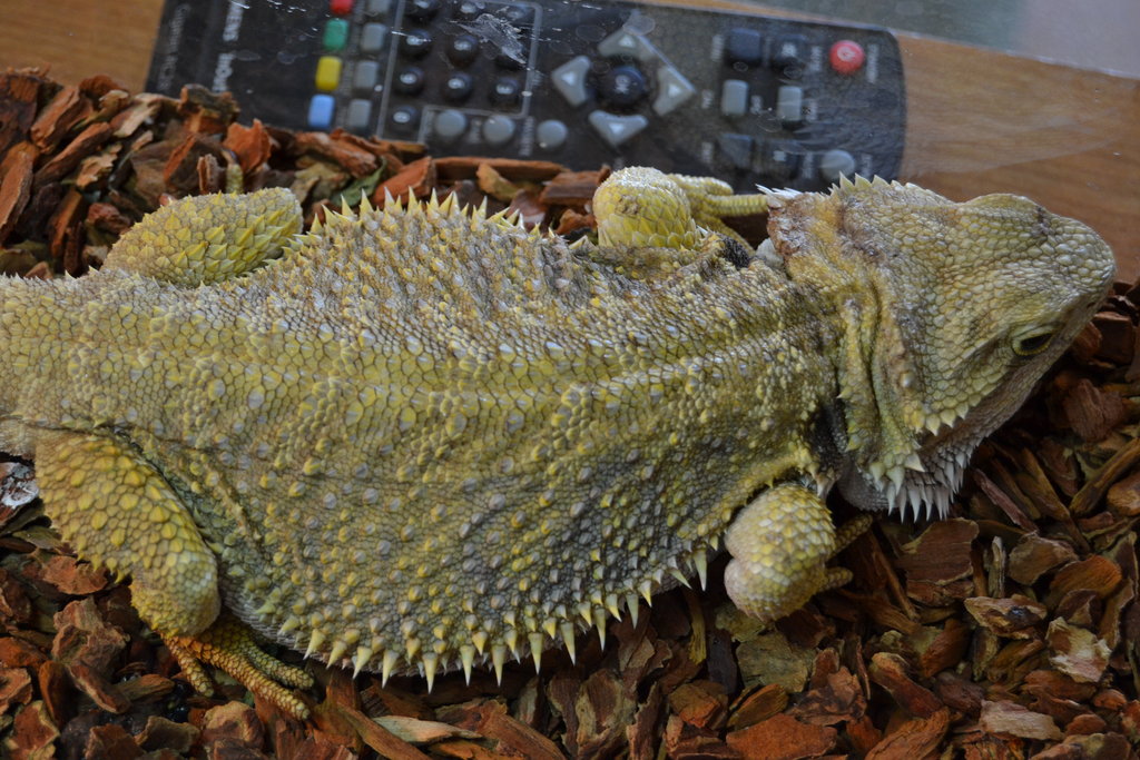 Mami luciendo amarillo